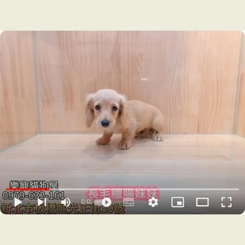 長毛臘腸妹妹,長毛臘腸,長毛臘腸幼犬