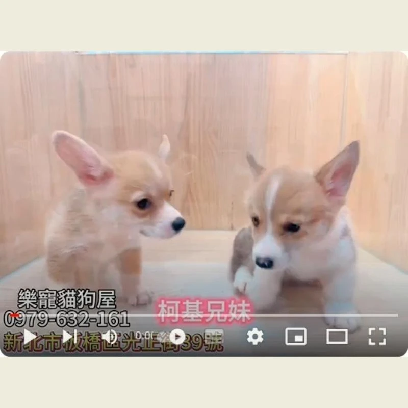 柯基兄妹,柯基,柯基幼犬