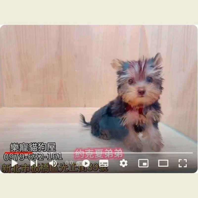 約克夏弟弟,約克夏,約克夏幼犬
