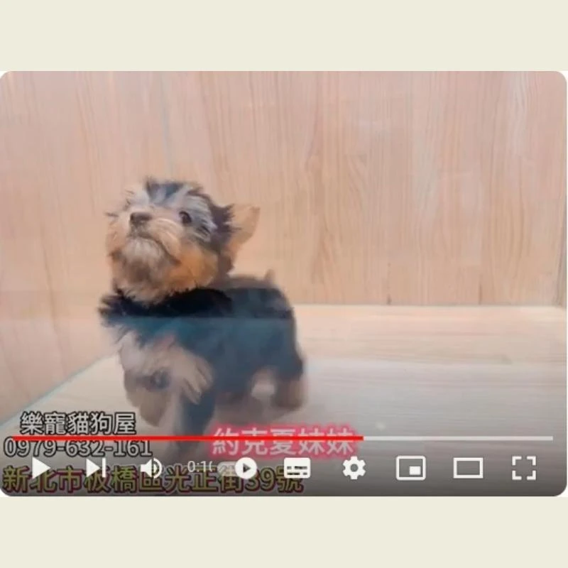 約克夏妹妹,約克夏,約克夏幼犬
