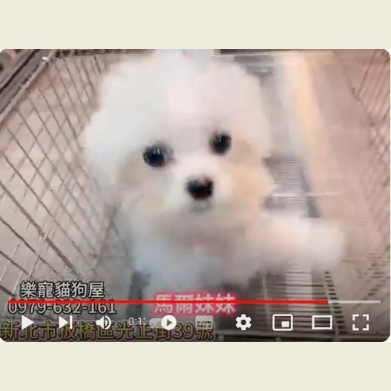 馬爾妹妹,馬爾濟斯,馬爾濟斯幼犬