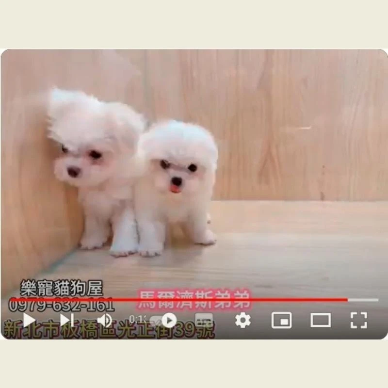 馬爾濟斯弟弟,馬爾濟斯,馬爾濟斯幼犬