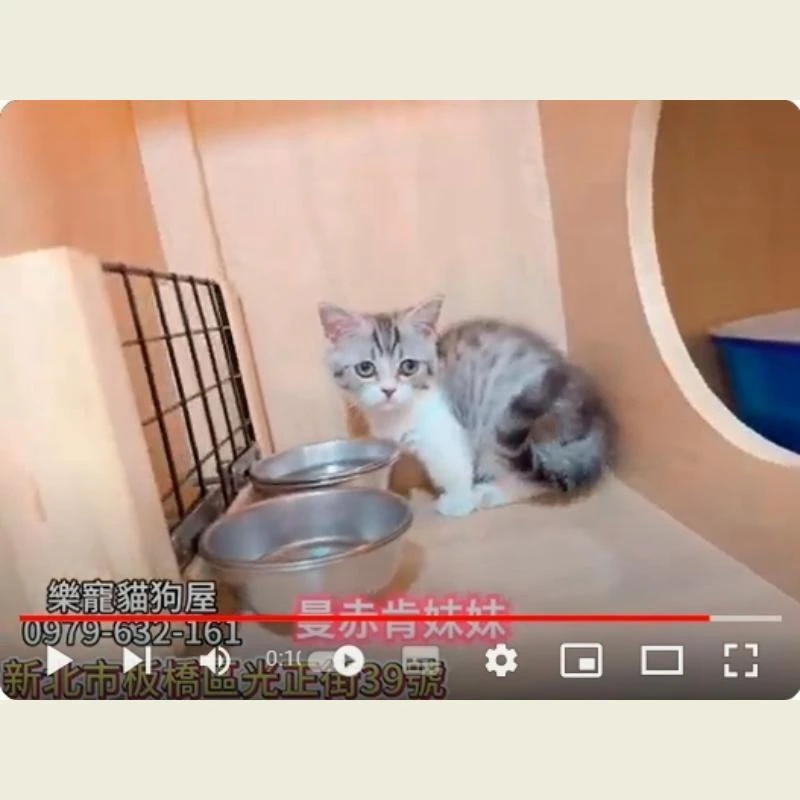 曼赤肯妹妹,曼赤肯,曼赤肯幼貓