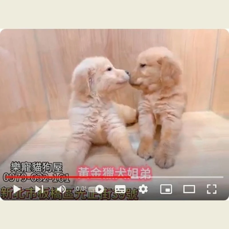 黃金獵犬姊弟,黃金獵犬,黃金獵犬幼犬