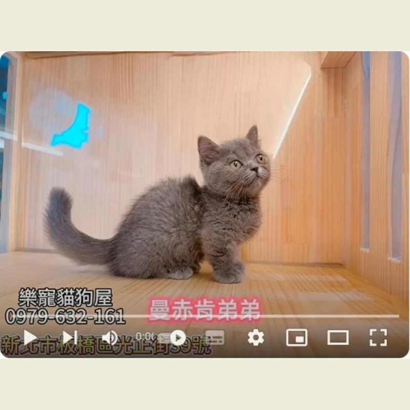 曼赤肯弟弟,曼赤肯,曼赤肯幼貓