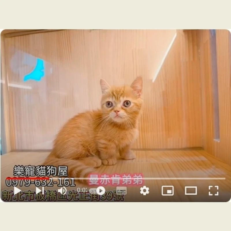 曼赤肯,曼赤肯幼貓