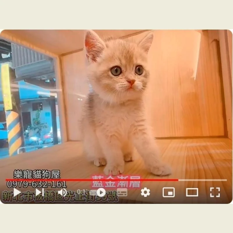 藍金漸層,藍金漸層幼貓