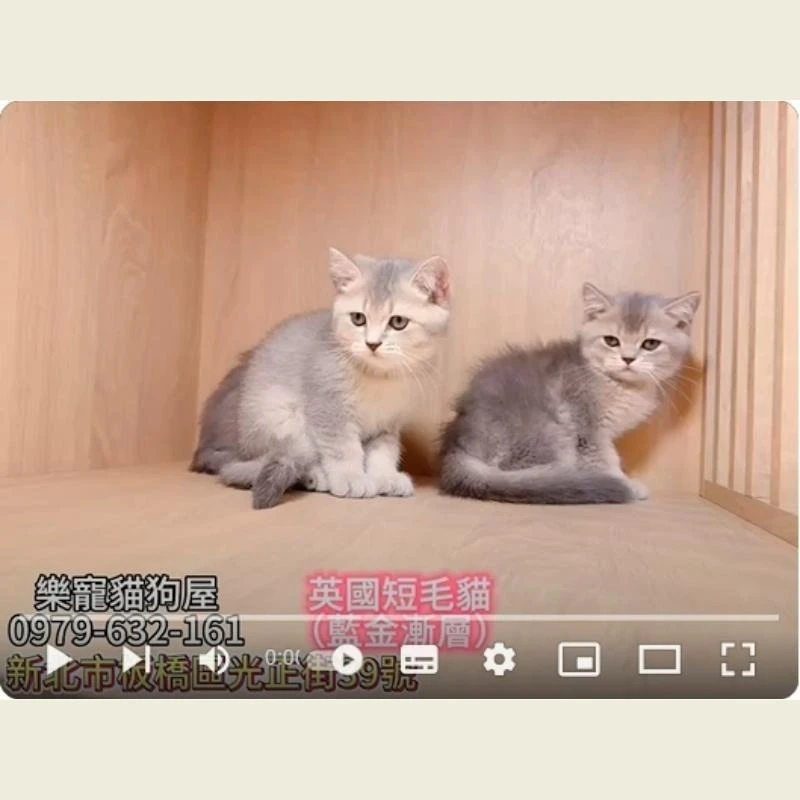 英國短毛貓藍金漸層,英短,英短幼貓