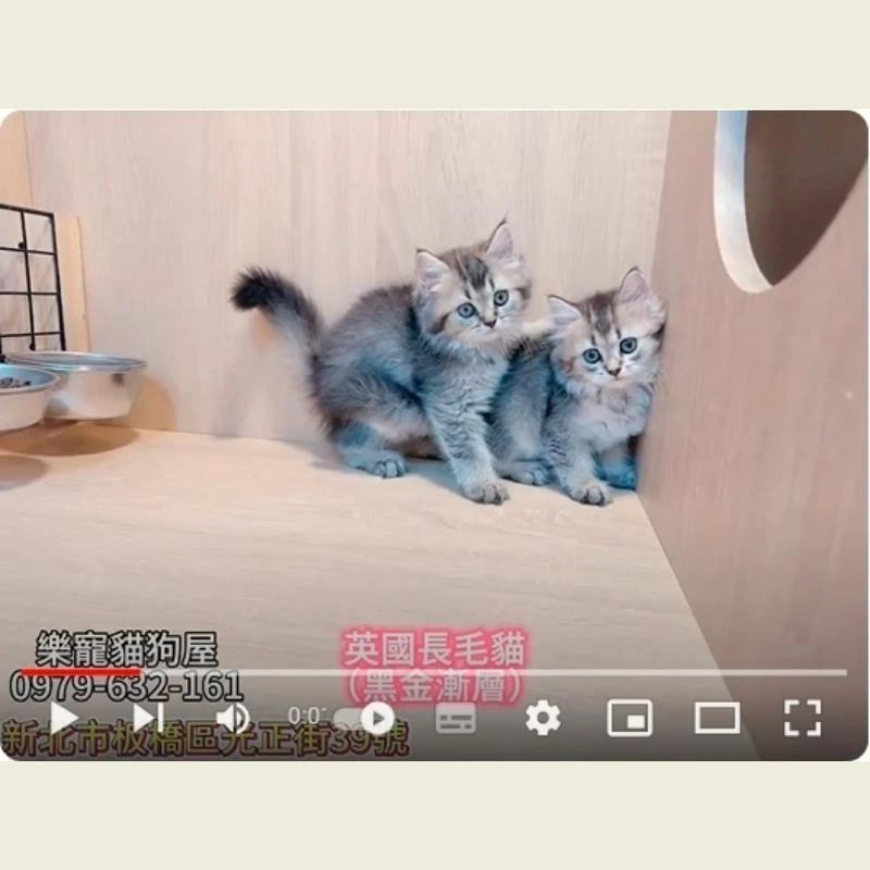 英國長毛貓,黑金漸層,英長
