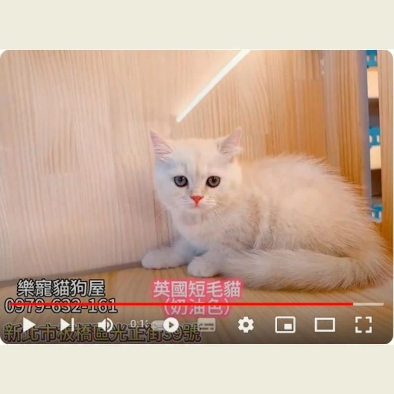 英國短毛貓奶油色,英短,英短幼貓