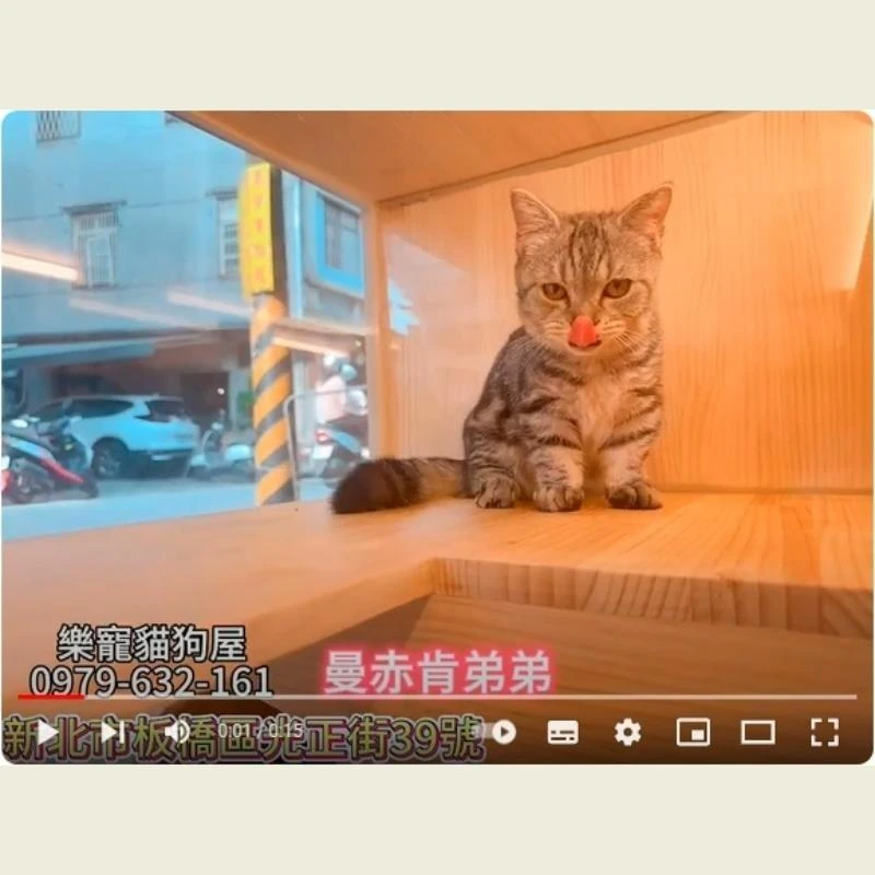 曼赤肯弟弟,曼赤肯,曼赤肯幼貓