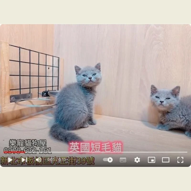 英國短毛貓,英短,英短幼貓
