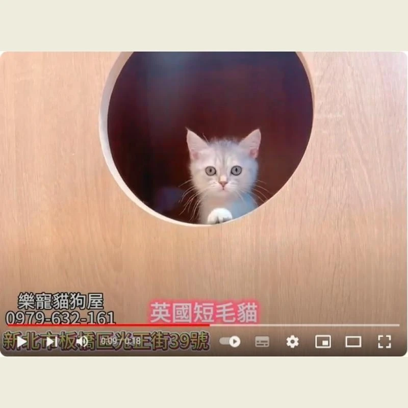 英國短毛貓,英短幼貓