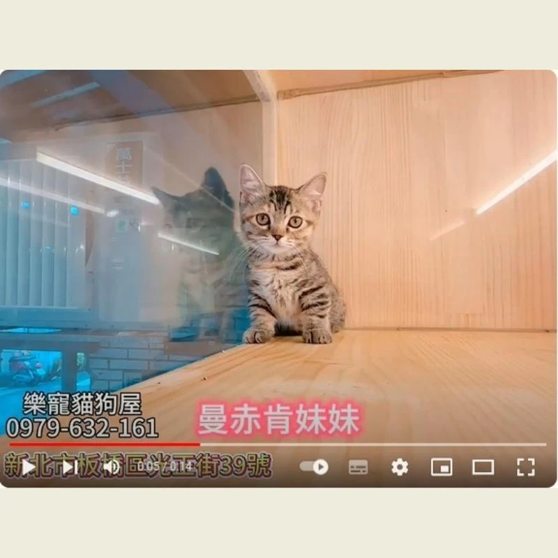 曼赤肯妹妹,曼赤肯,曼赤肯幼貓