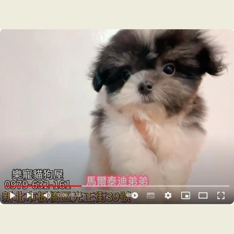 馬爾泰迪弟弟,馬爾泰迪,馬爾濟斯幼犬