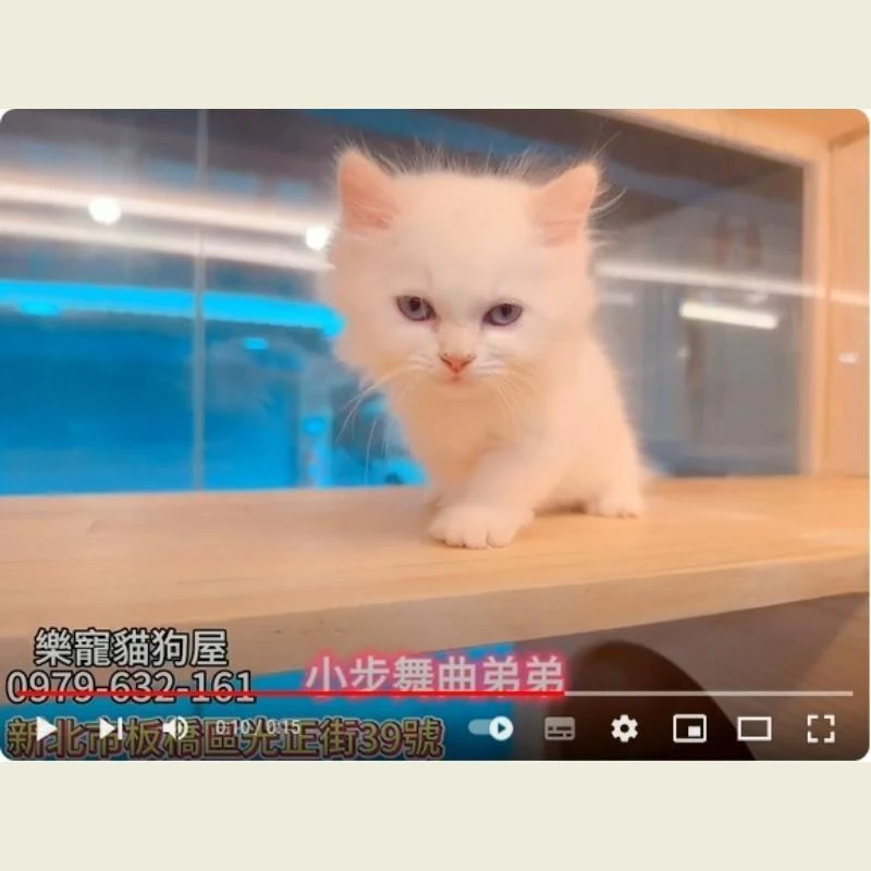 小步舞曲弟弟,小步舞曲,小步舞曲幼貓