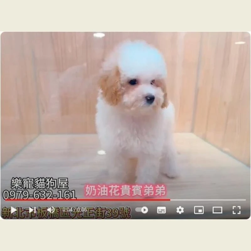 奶油花貴賓弟弟,貴賓,貴賓幼犬