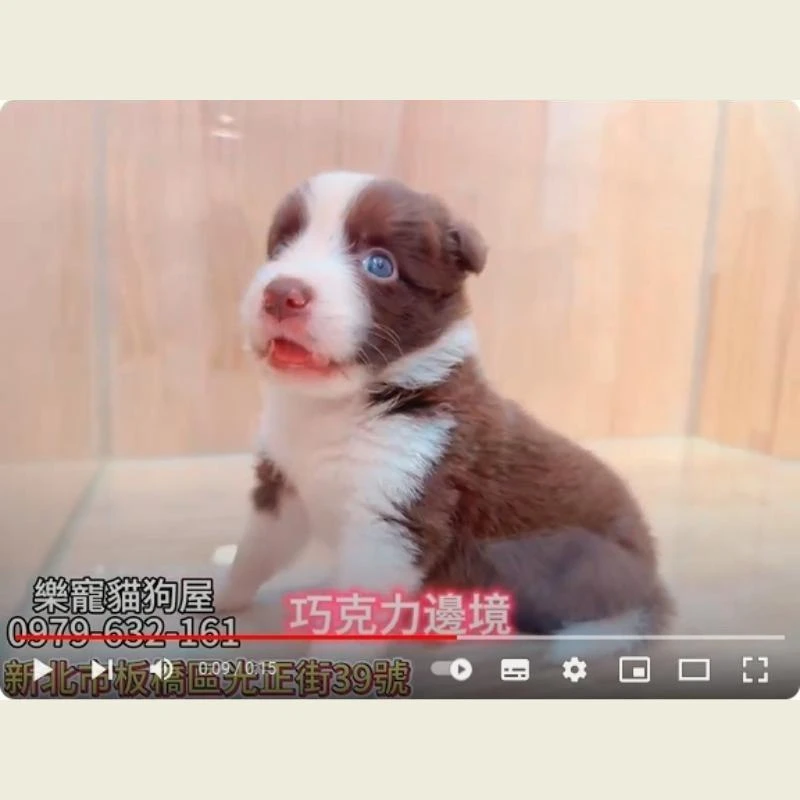 巧克力邊境