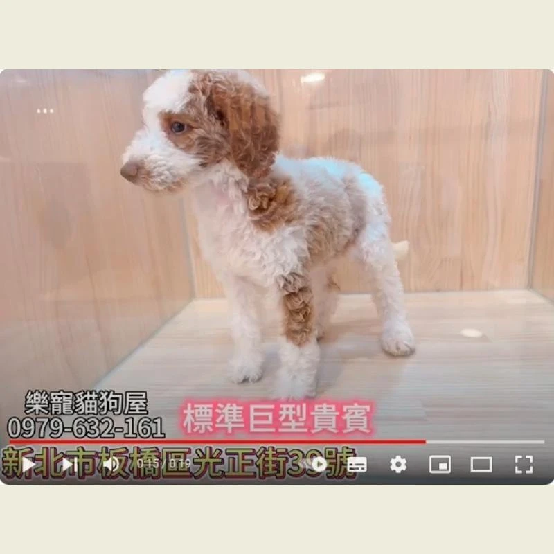 巨型貴賓,貴賓狗,貴賓幼犬