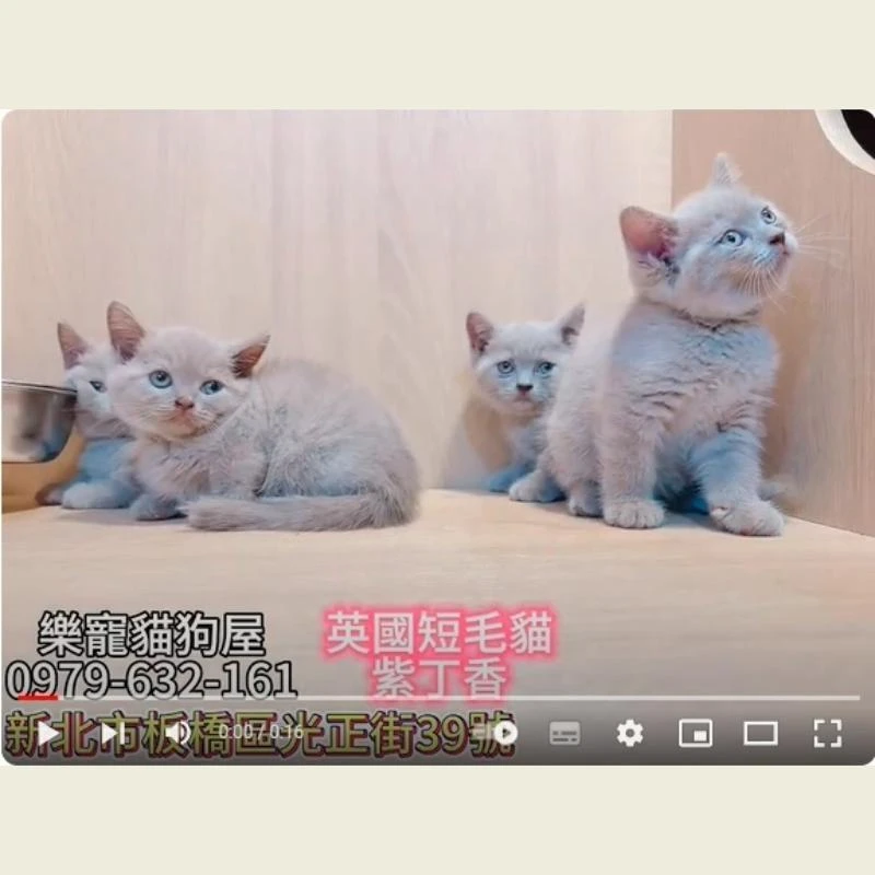 英國短毛貓紫丁香,英短,英短幼貓