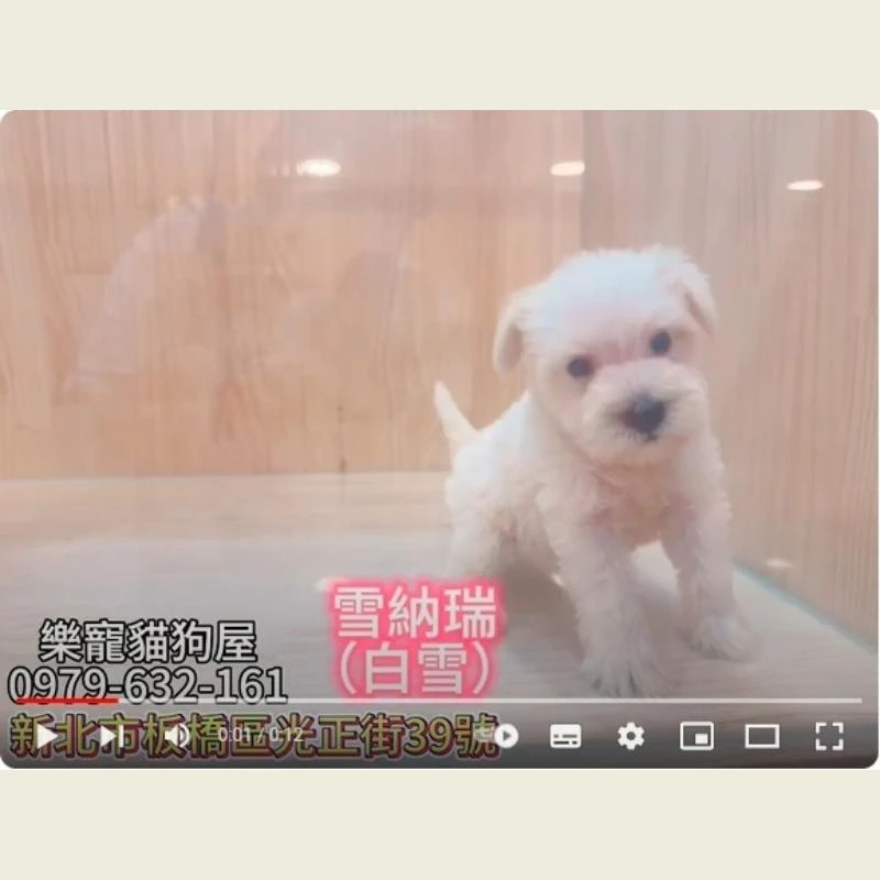 雪納瑞,雪納瑞幼犬