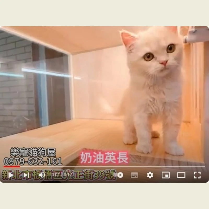 奶油英長,英長,英長幼貓