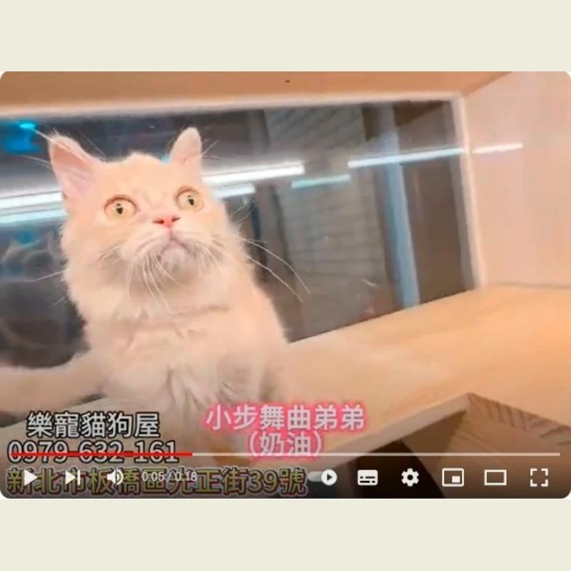 小步舞曲弟弟 奶油,小步舞曲,小步舞曲幼貓