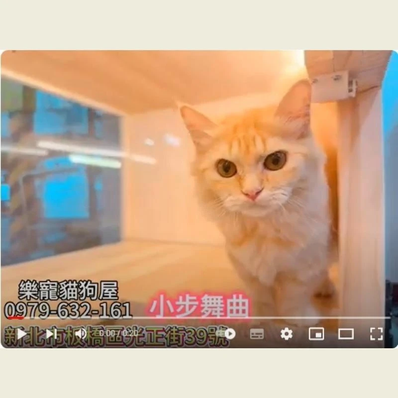 小步舞曲,小步舞曲幼貓