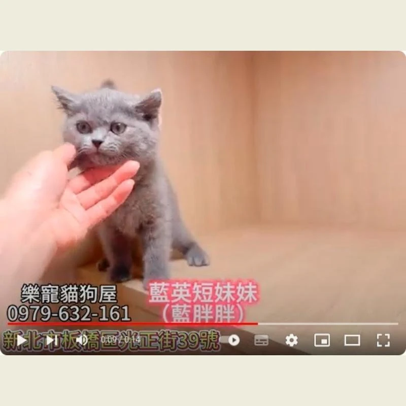 藍英短妹妹 藍胖胖,英短,英短幼貓