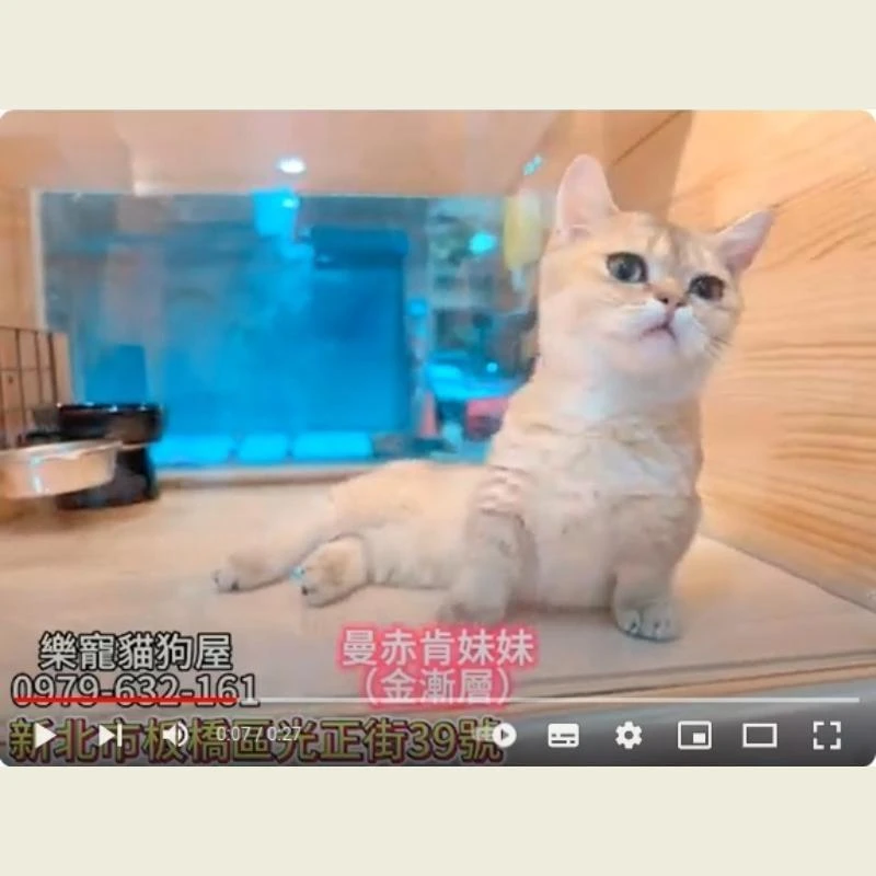 曼赤肯妹妹 金漸層,曼赤肯,曼赤肯幼貓