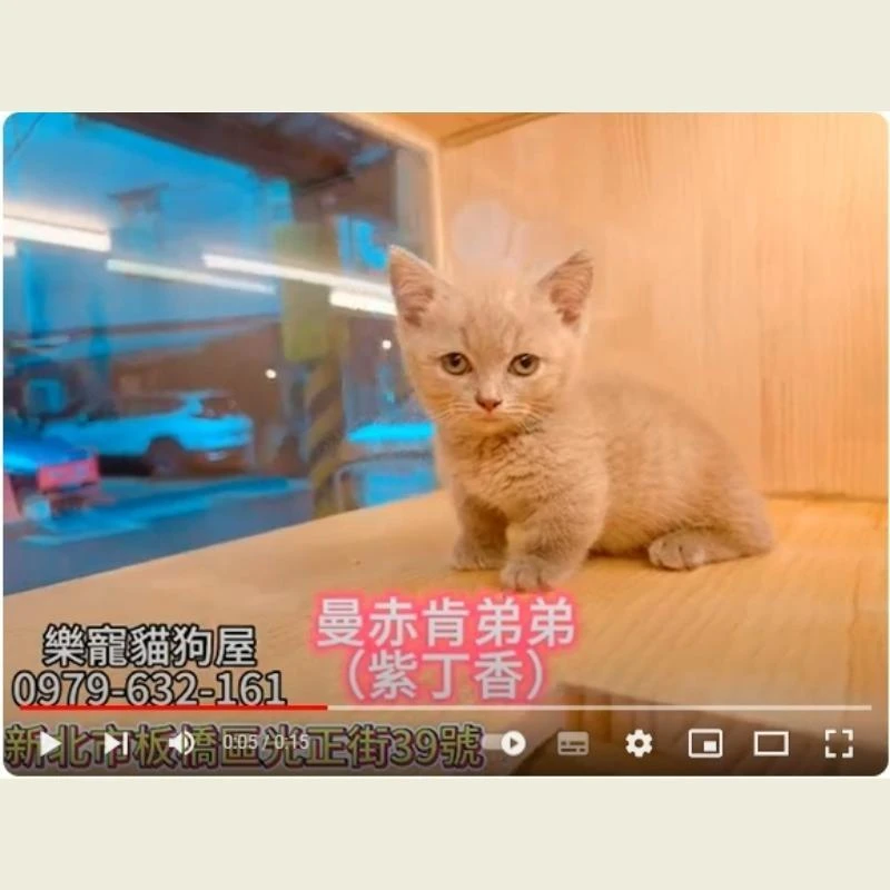 曼赤肯弟弟 紫丁香,曼赤肯,曼赤肯幼貓