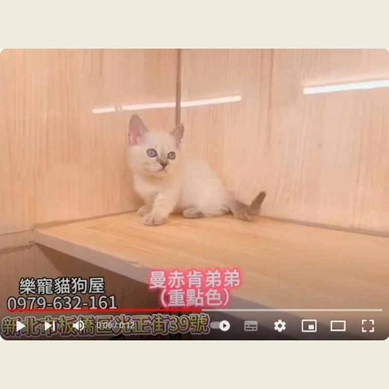 曼赤肯弟弟 重點色,曼赤肯,曼赤肯幼貓
