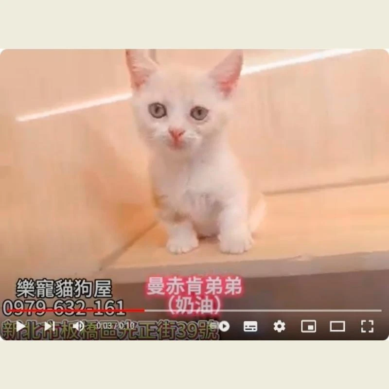 曼赤肯弟弟 奶油,曼赤肯,曼赤肯幼貓