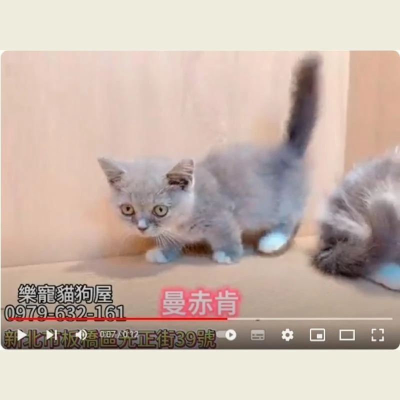 曼赤肯,曼赤肯幼貓