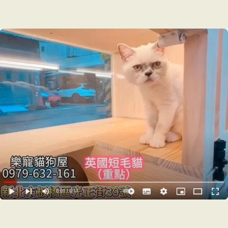 英國短毛貓,英短,英短幼貓