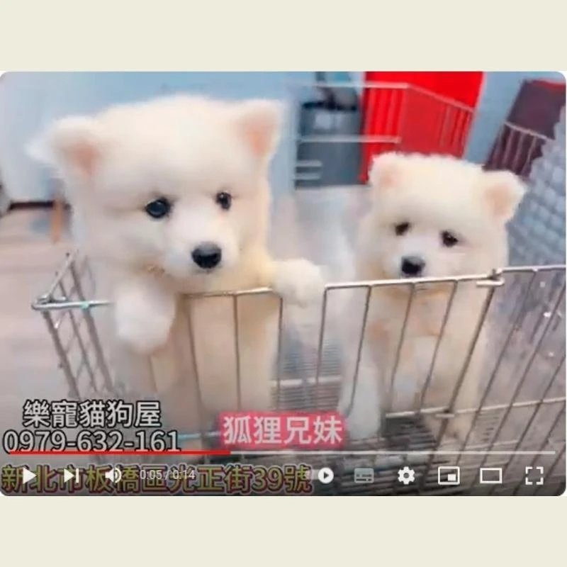 狐狸兄妹