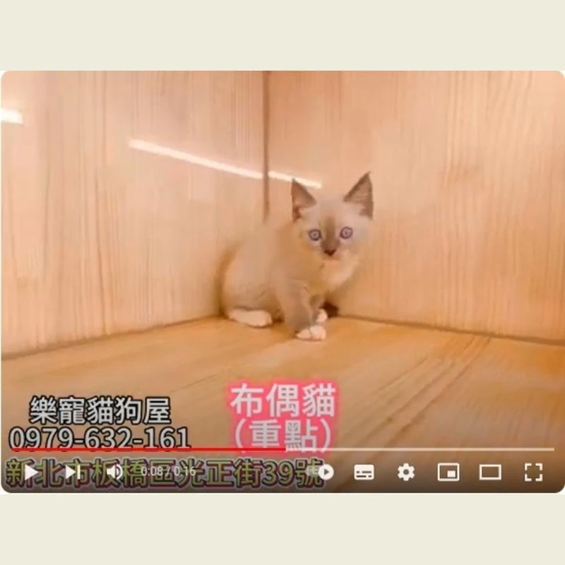 布偶貓 重點,布偶貓幼貓