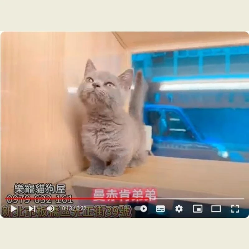 曼赤肯弟弟,曼赤肯,曼赤肯幼貓