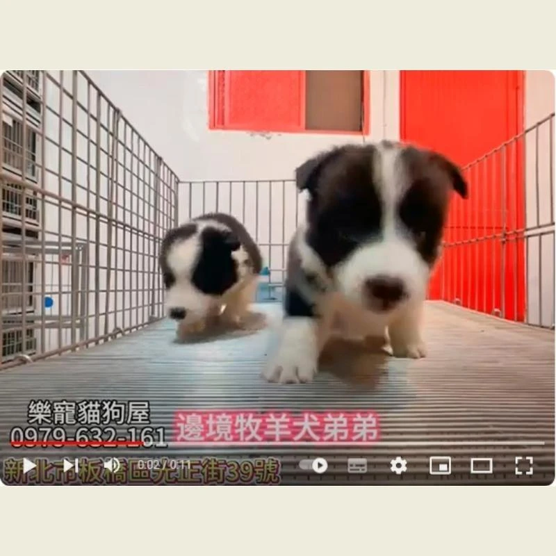 邊境牧羊犬弟弟,牧羊犬,牧羊犬幼犬