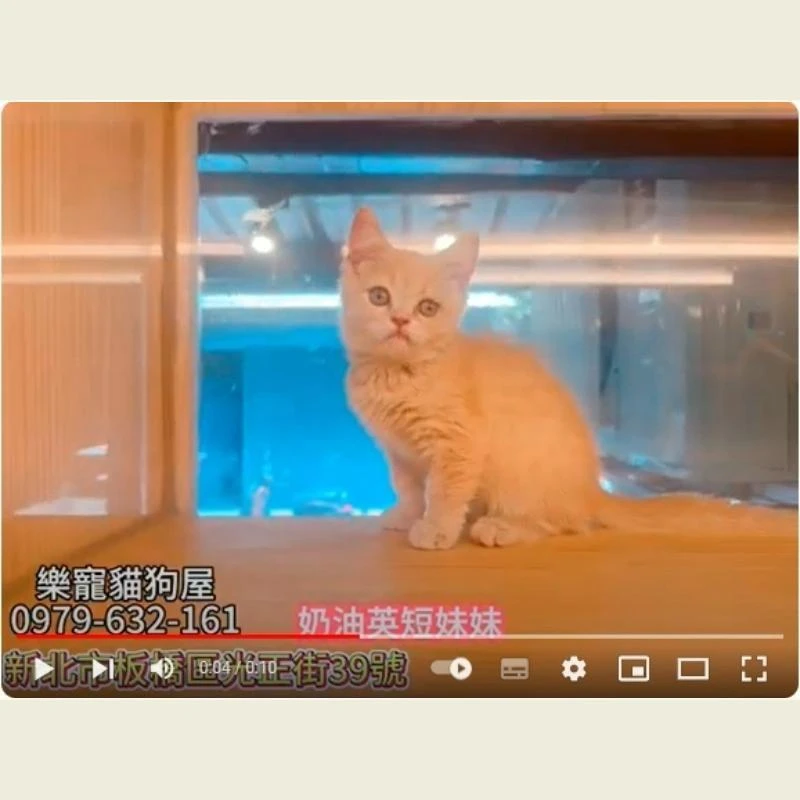 奶油英短妹妹,奶油英短,英短幼貓
