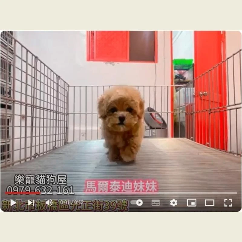 馬爾泰迪妹妹,馬爾濟斯,馬爾濟斯幼犬