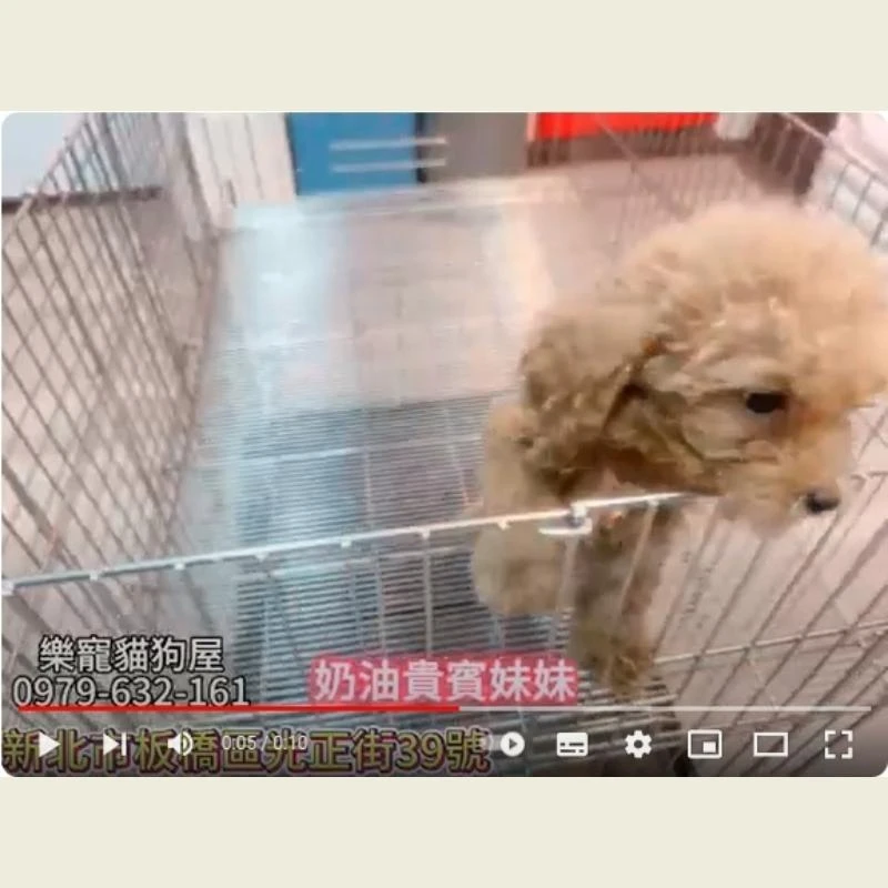 奶油貴賓妹妹,貴賓,貴賓幼犬