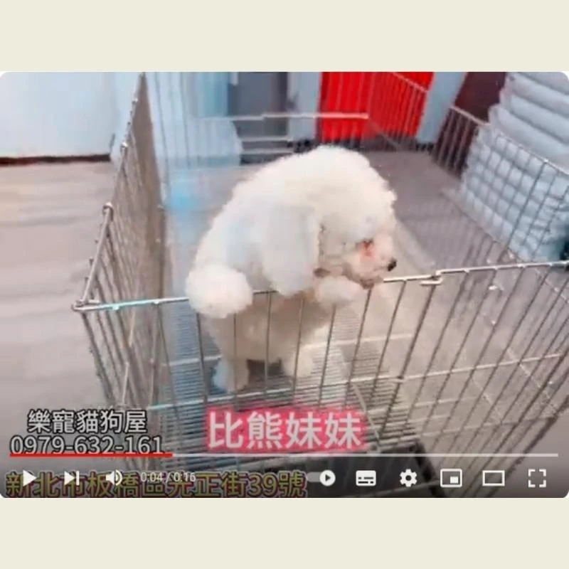 比熊妹妹,比熊,比熊幼犬