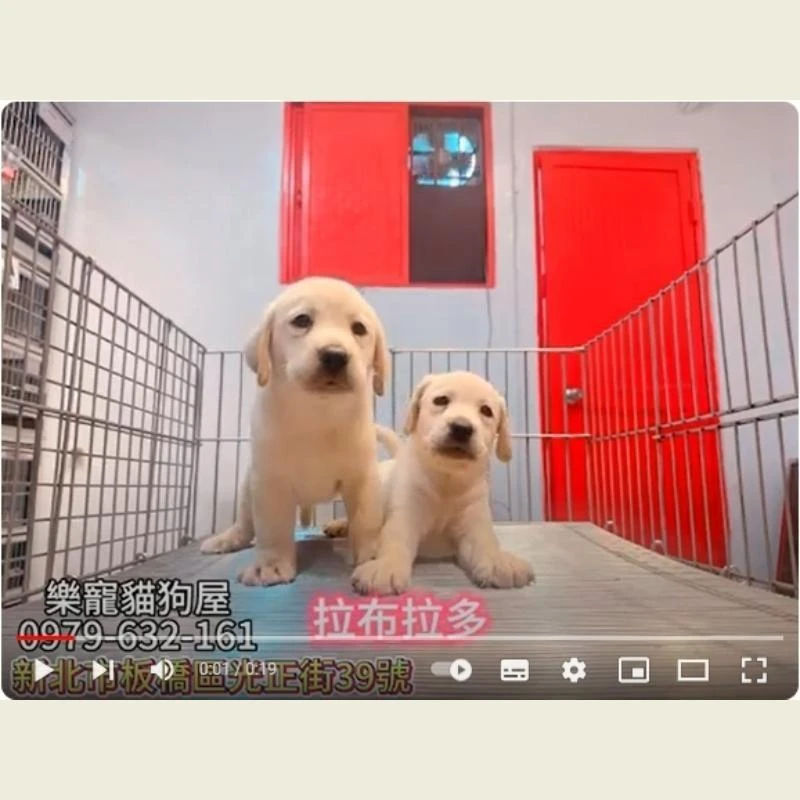 拉不拉多,拉不拉多幼犬