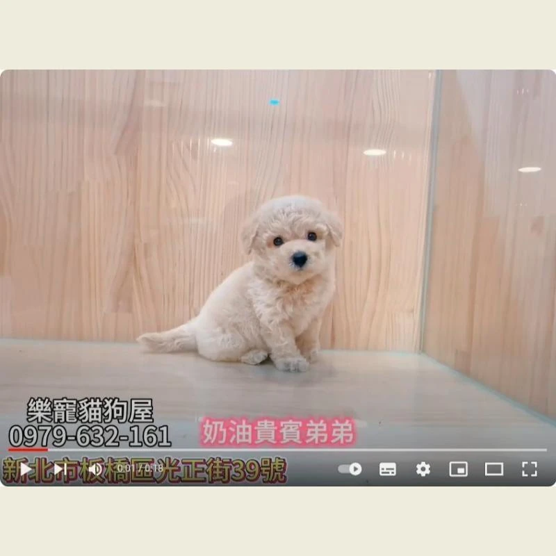奶油貴賓弟弟,貴賓狗,貴賓幼犬