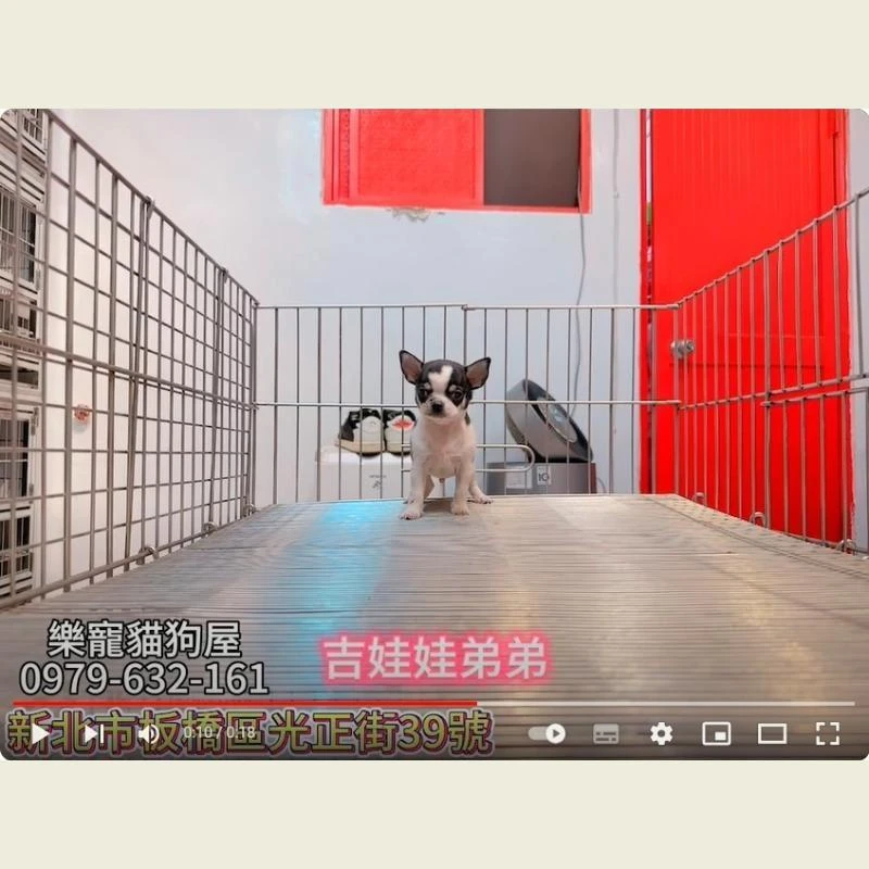 吉娃娃弟弟,吉娃娃,吉娃娃幼犬