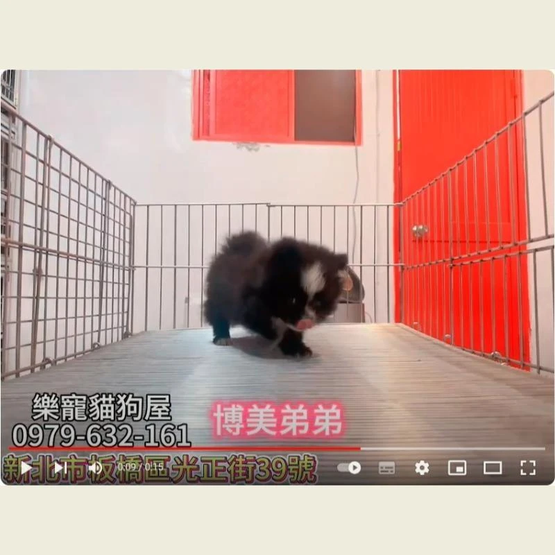 博美弟弟,博美,博美幼犬