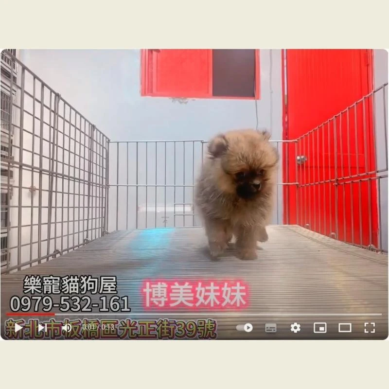 博美妹妹,博美,博美幼犬