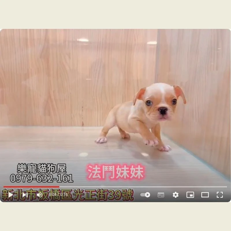 法鬥妹妹
