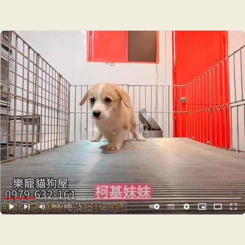 柯基妹妹